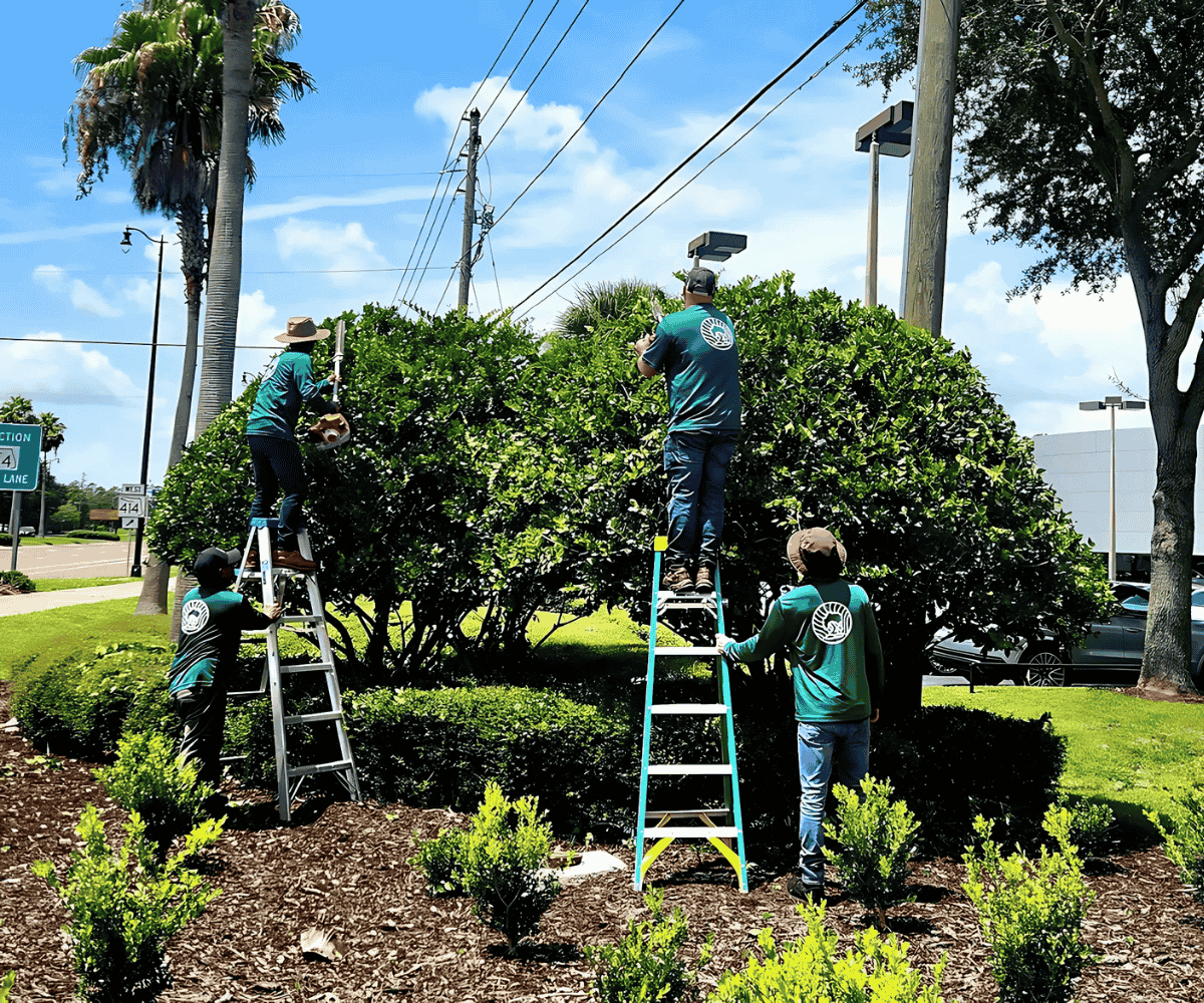 Turfscape Enterprises Florida precision hedge trimming and cleanup process
