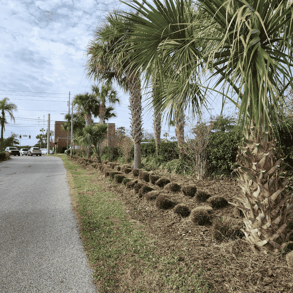 Florida winter seasonal pruning and landscape maintenance by Turfscape Enterprises